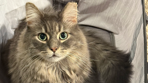 Lost Pet: Chonky Boy