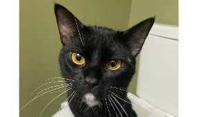 Lost Pet: Shadow Steinbruegge (SNB25)