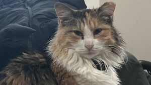 Lost Pet: Banana Split