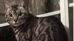 Lost Pet: Pearl Yragui