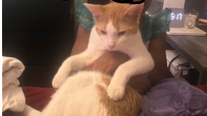 Lost Pet: Cheesecake