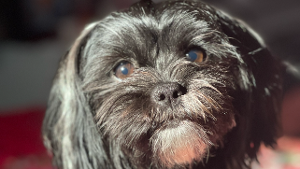 Lost Pet: Lolis 23-2776