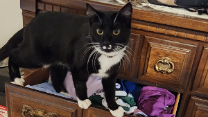 Lost Pet: Ser Ulrich