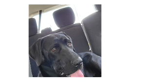 Lost Pet: Black Betty (B.B)