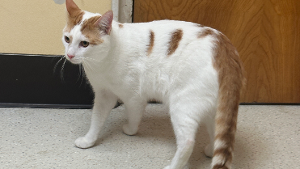 Lost Pet: Zeus Bartholo