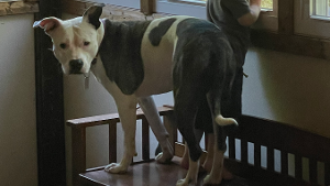 Lost Pet: Daisy (new name/ aka Sweetheart)