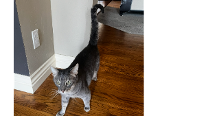 Lost Pet: Pooter Don Gato