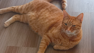 Lost Pet: *MANGOSTEEN