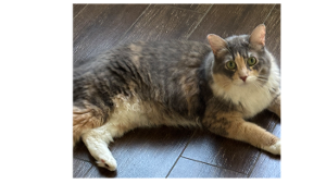 Lost Pet: Chimichanga