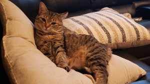 Lost Pet: Sweetheart