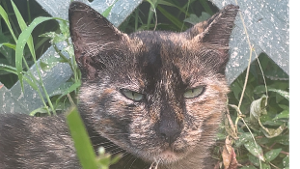 Lost Pet: Honka Jahari