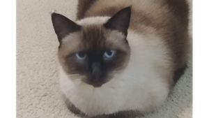 Lost Pet: Blue