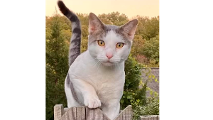 Lost Pet: Captain Little Grey (cell: 646-418-0126)