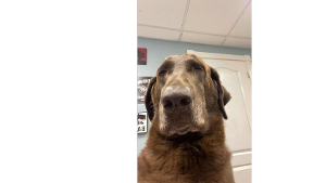 Lost Pet: Kobe Holland