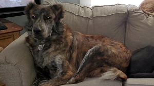 Lost Pet: North Woods Guardians Nikolai Vladimirovich Ubiytsa Volkov