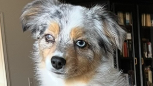 Lost Pet: Betty Louise Ruff