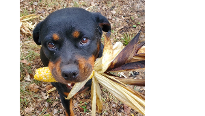 Lost Pet: Valentine-At-Dawn