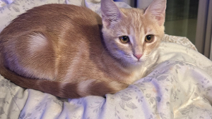 Lost Pet: Little Miss