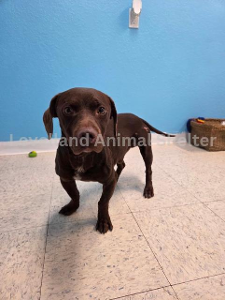 Lost Pet: Uncle Baby