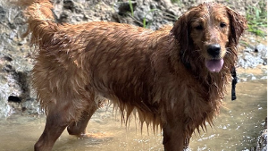 Lost Pet: Summer Bergstrand