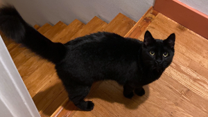 Lost Pet: Bartholomew