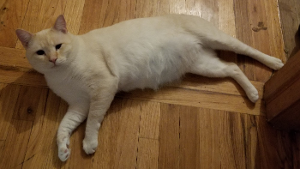 Lost Pet: Zima Bunny Snowrise