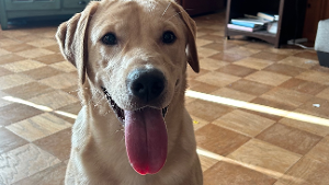 Lost Pet: Oliver Beau (Ollie)