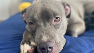 Lost Pet: Stormi Reid