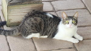 Lost Pet: Kit-Kat