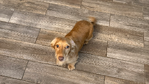 Lost Pet: Gus Plumer