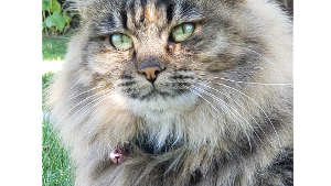 Lost Pet: Millie the Cat