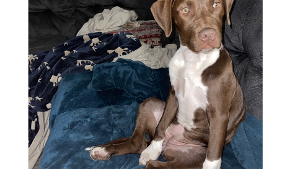 Lost Pet: Hope / Hopie