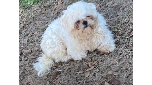 Lost Pet: Kallie Magee