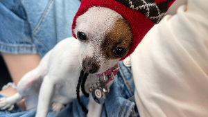 Lost Pet: Coco Chanel