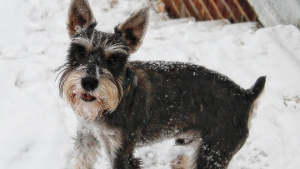 Lost Pet: Bocephus Mace