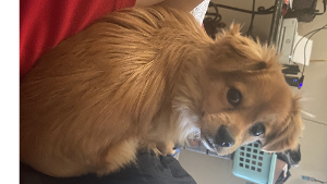 Lost Pet: Zero Ordaz-Macias