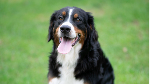 Lost Pet: Mayblossom