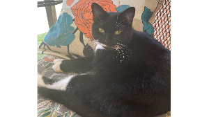 Lost Pet: Sergeant Fuzzyboots