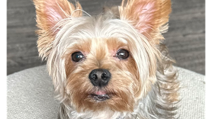 Lost Pet: John Calvin