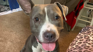 Lost Pet: Fiji Smith