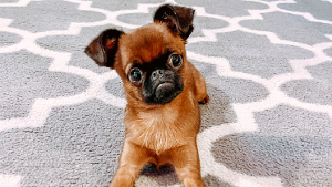 Lost Pet: Coco Lambert