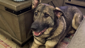 Lost Pet: Ravyn Fiona Williams