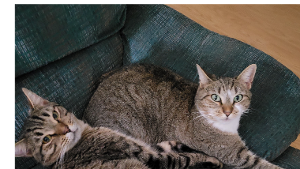 Lost Pet: Cleo Cunningham (on the right in the picture)