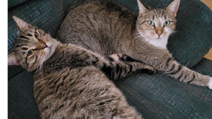 Lost Pet: Alex Cunningham (on the left in the picture