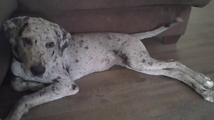 Lost Pet: Kara Zor-El Tureau