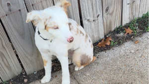 Lost Pet: Winter Juarez