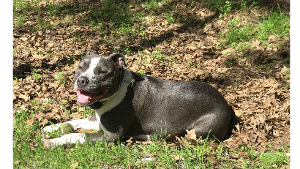 Lost Pet: Cookie Phariss