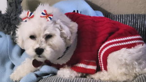 Lost Pet: Chloe Fleming