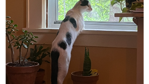 Lost Pet: Stretch Armstrong