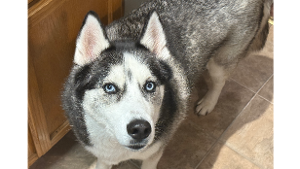 Lost Pet: Kailo Tyson